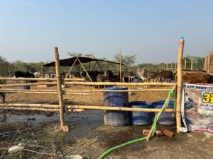 sgn-foundation-gaushala3