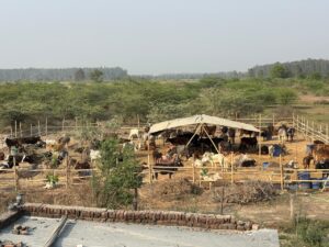 sgn-foundation-gaushala4